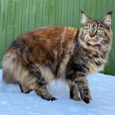 CH Lyngkatten's Ivy Bells,JW